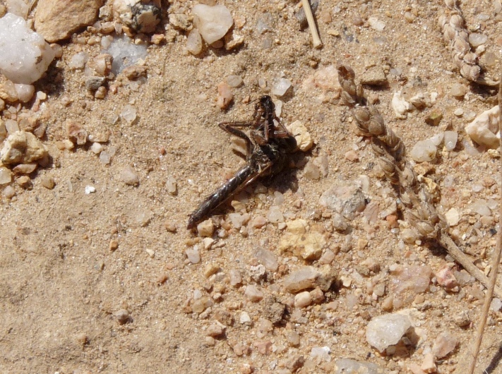 Asilide sulla schiena